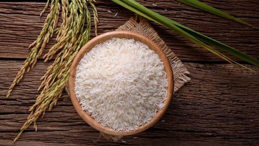 قیمت روز برنج طارم محلی فریدونکنار از دل شالیزار